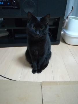 甘えん坊の小柄なクロネコちゃん(メス)