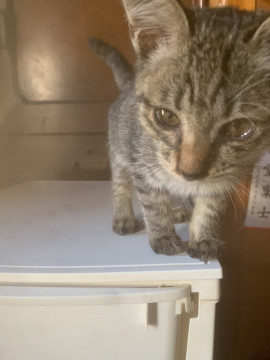 かわいいサバトラちゃんの飼い主募集!