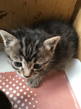 かわいいシバトラ