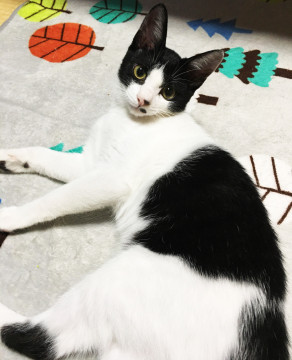 甘えんぼなハチワレくん5ヶ月