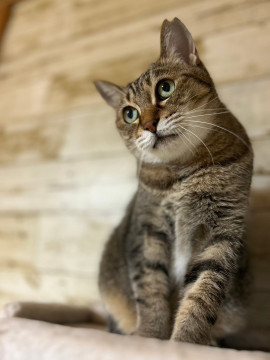 ★猫大好き!のんびりきのこちゃん