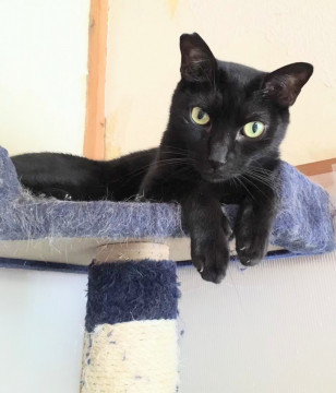 ★黒猫温厚男子★のぶてるくん