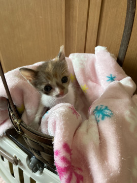 少し体の動きにぎこちなさのある三毛猫です