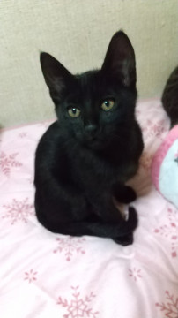 いたずら好きのクロネコくん