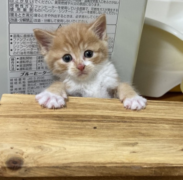 ポポ君 1ケ月半の男の子