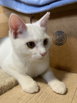 純白、ふわふわミルクちゃん