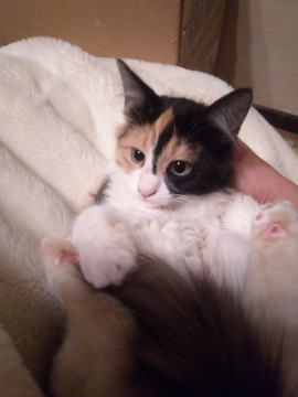 毛足長めなみけちゃん