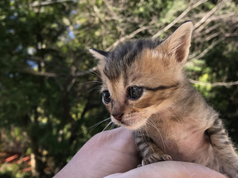 人馴れしている小さい子猫