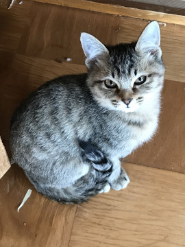 生後3ヶ月キジトラの仔猫