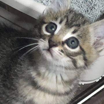元気一杯キジトラのぺぺちゃん!2ヶ月弱