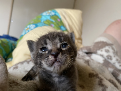 グラデーションっぽい毛色の子猫