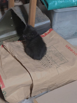 可愛い双子黒猫ちゃんの下の子!