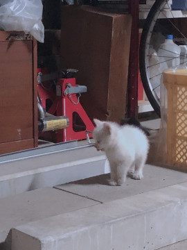 かわいい白猫ちゃん！子猫！