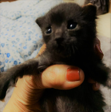くまちゃんの里親になってください★