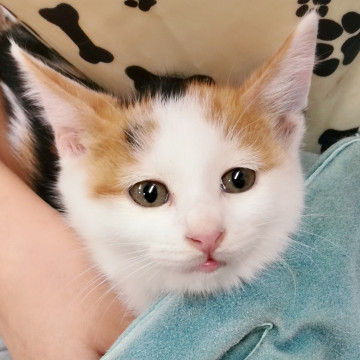 極上の毛並み☆甘えん坊の三毛猫ちゃん♡