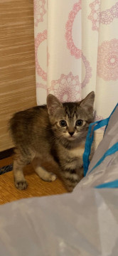 かわいいキジトラちゃんです