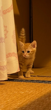 かわいい茶トラちゃんです