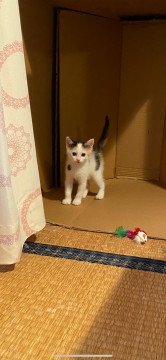かわいい三毛ちゃんです