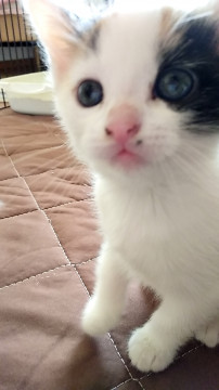 保護ねこの子供たち