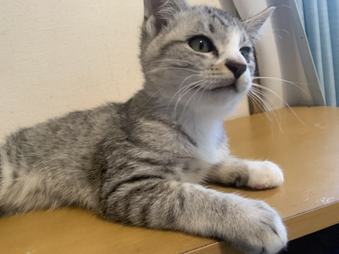 人懐こいコロコロサバ白