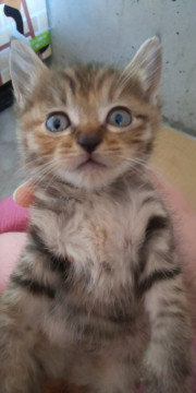甘え上手なニャンコちゃん