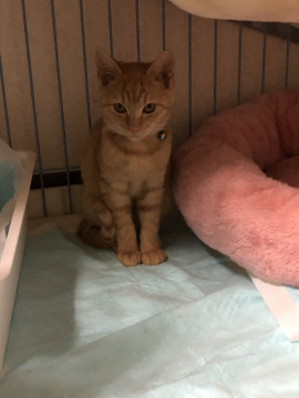 馴れ馴れ茶トラ柄美猫ちゃん