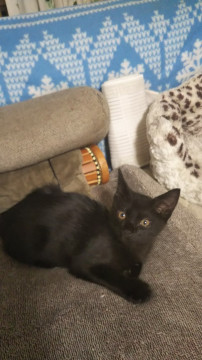 人懐こい黒猫