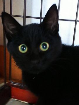 目がまんまるのかわいい黒猫