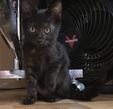 奇跡の黒ねこ女の子