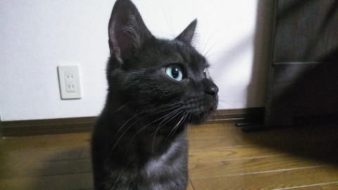 ブラックスモークのアメショー