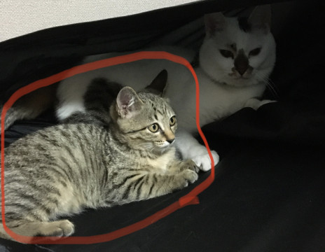 猫]長崎県の里親募集 おてんば美人なキジ猫ちゃん♪