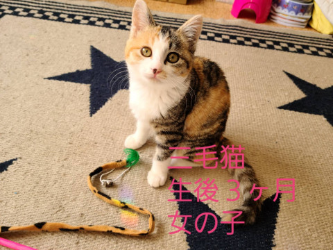 可愛い三毛猫ちゃん