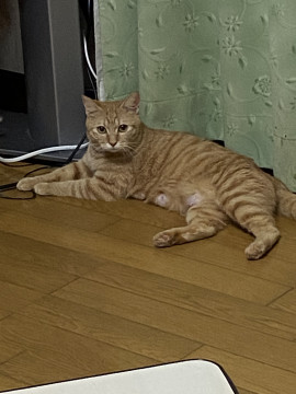 茶トラちゃん