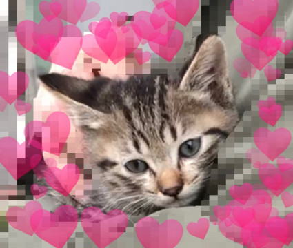 ★2ヶ月かわいい子猫ちゃん★★★★★