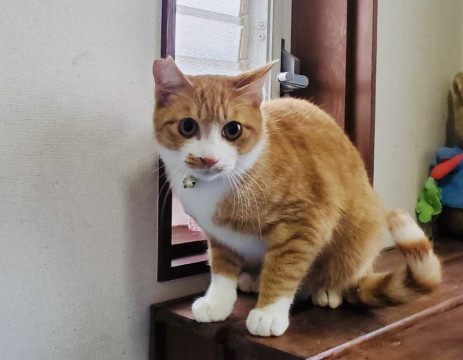 茶白の男の子