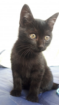 黒猫テトちゃん2ヶ月半ワクチン検査済