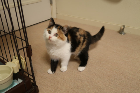 猫]東京都の里親募集 丸っこくて可愛すぎる三毛ちゃん