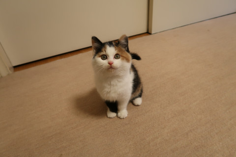 三毛猫様♡ありがとうございます♡ 三毛猫🐾月菜子さん on X: 