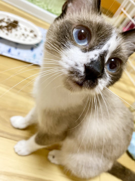 おてんばシャム、ナラちゃん