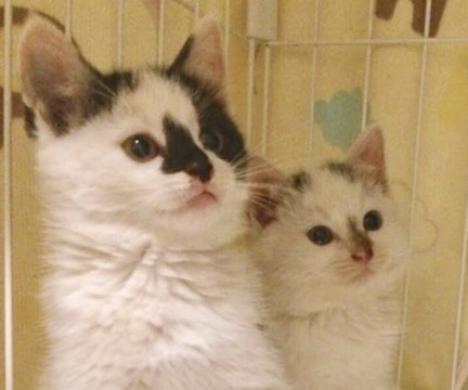 2匹一緒に!コアラ?白熊?こまちとつばさ