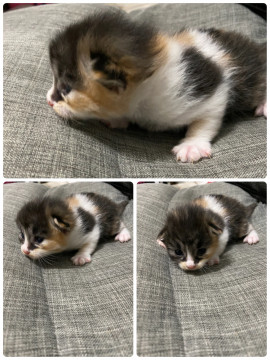 長毛の三毛猫ちゃん