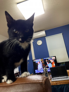 かわいい少し白い部分のある黒猫です