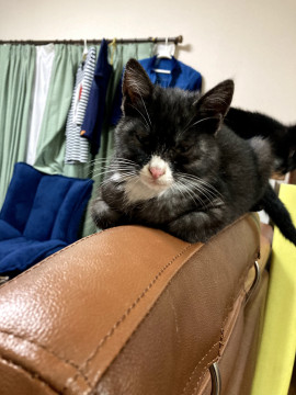かわいい少しグレーっぽい黒猫です