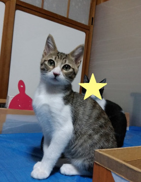 キジトラ白のきれいな男の子