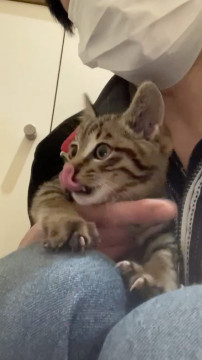 今が一番可愛い時、人も猫も犬も大好きです