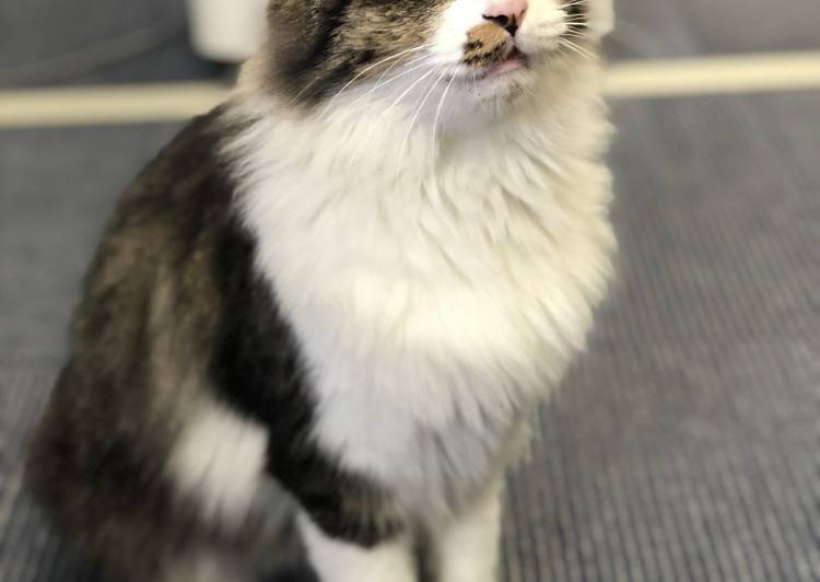 猫の里親募集 メインクーン ネコジルシ 猫の里親募集 メインクーン ネコジルシ