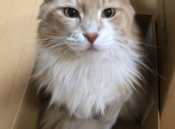 猫の里親募集 メインクーン ネコジルシ 猫の里親募集 メインクーン ネコジルシ