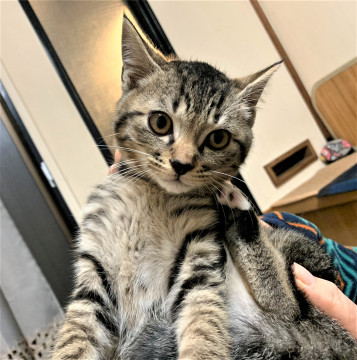 おっとり可愛い!!くっきりキジトラくん