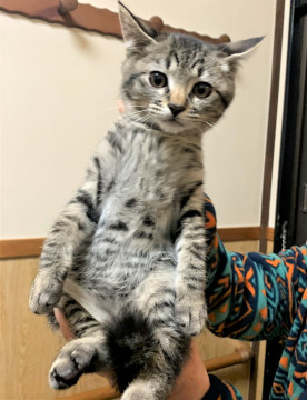 超絶可愛い!!ぱっちりキジちゃん