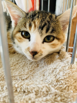 丸顔美人♡三毛子猫キララちゃん♀♡3ヶ月